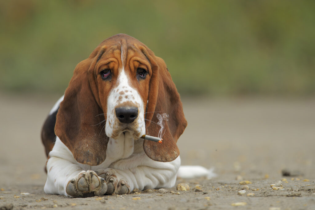 cane fumo passivo longevità