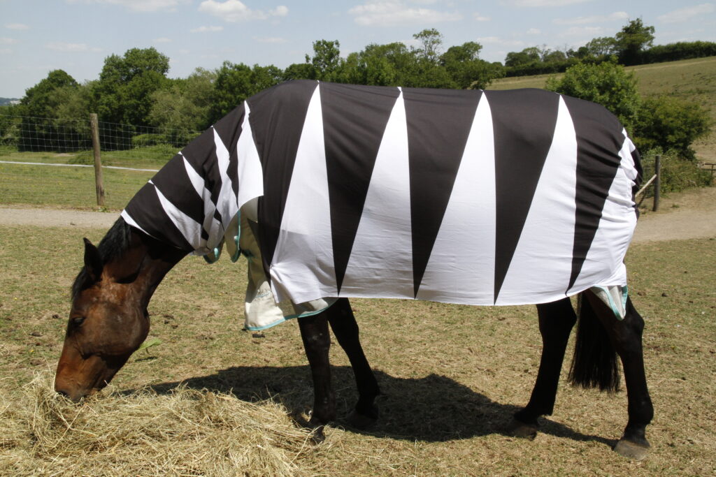 zebre