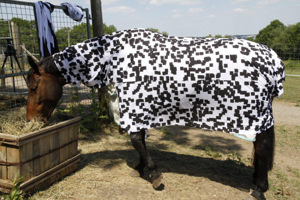 zebre