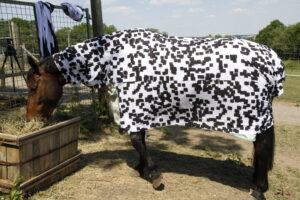 zebre
