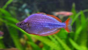 pesci arcobaleno