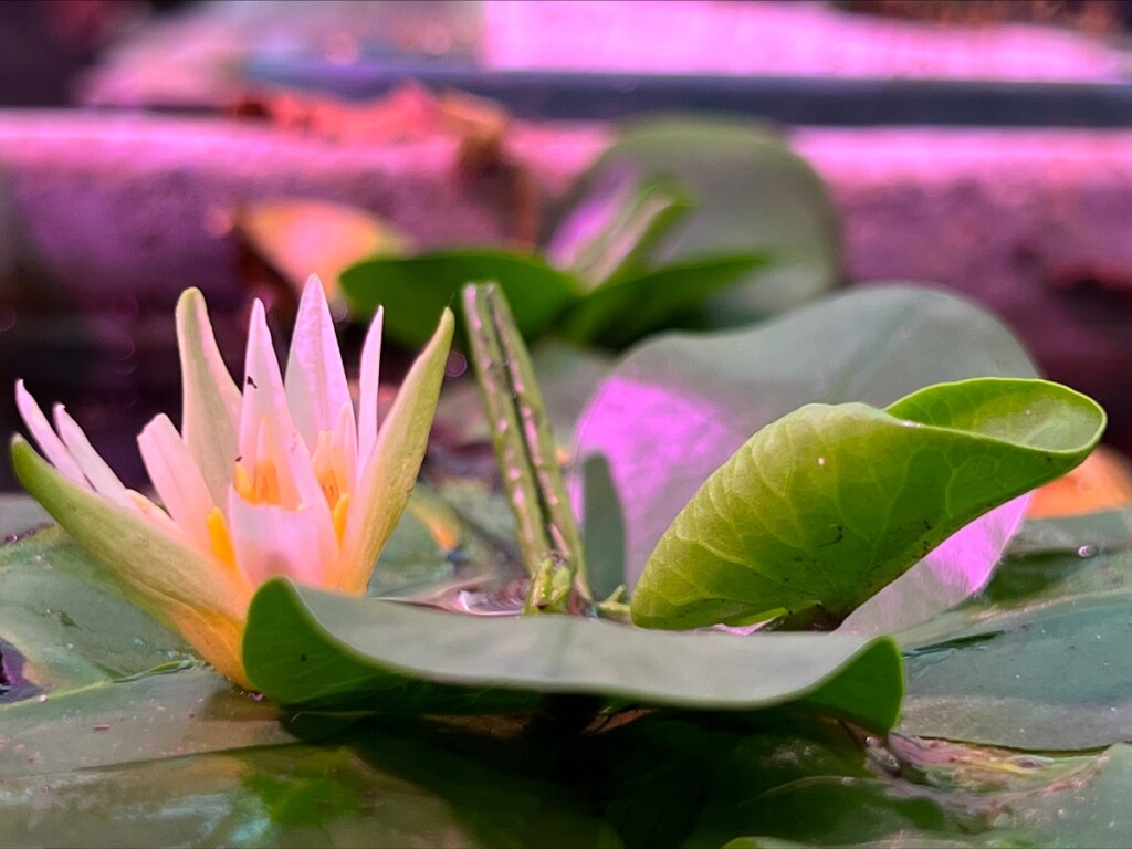 Nymphaea thermarum (credit John Ewen)