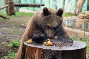 Orso e mele bioparco