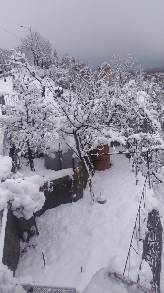 neve Sersale