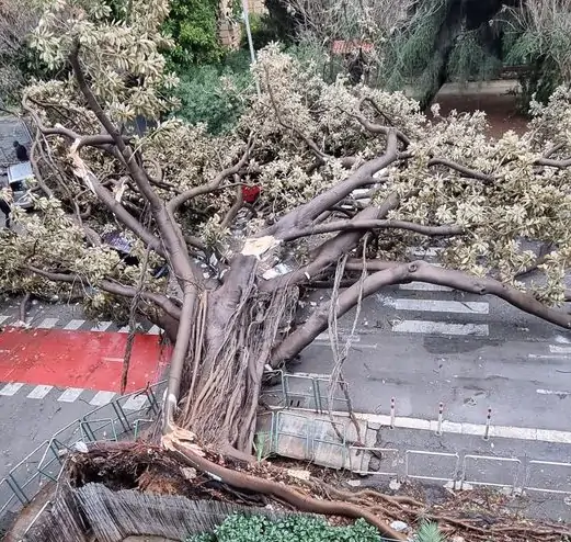 albero palermo