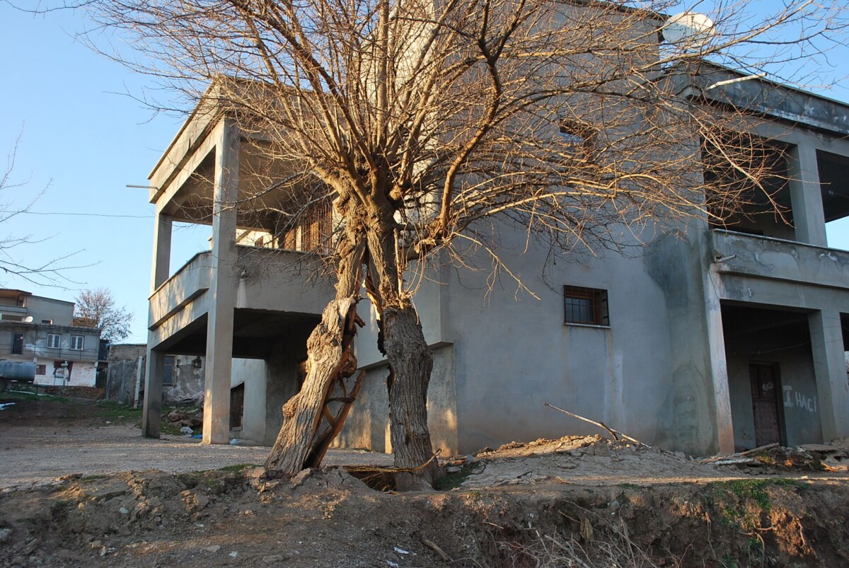 albero terremoto turchia