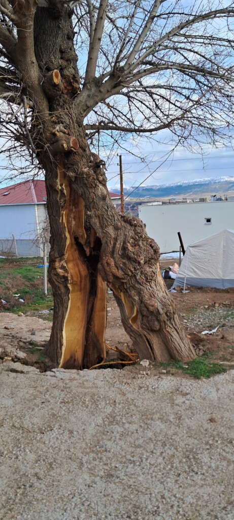 albero terremoto turchia