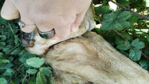 cane impiccato