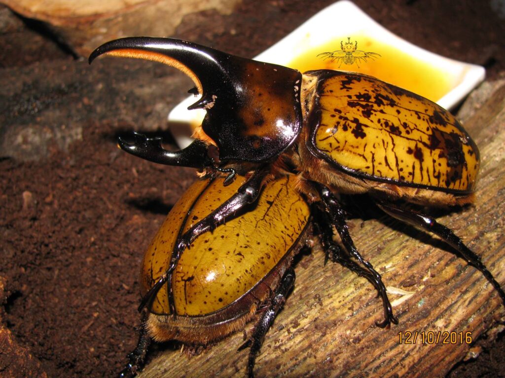 coleotteri gioiello