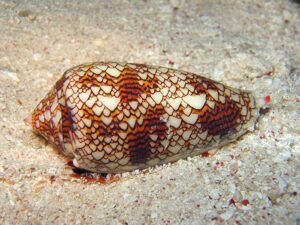 coneshell- creature marine