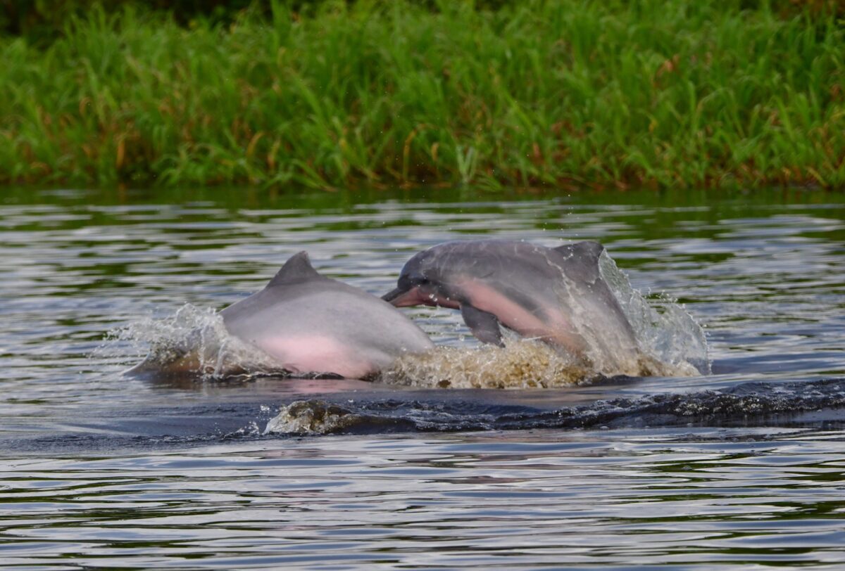 delfini rosa