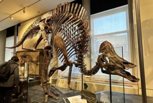 dinosauri