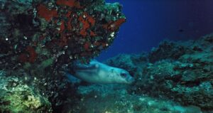 foca