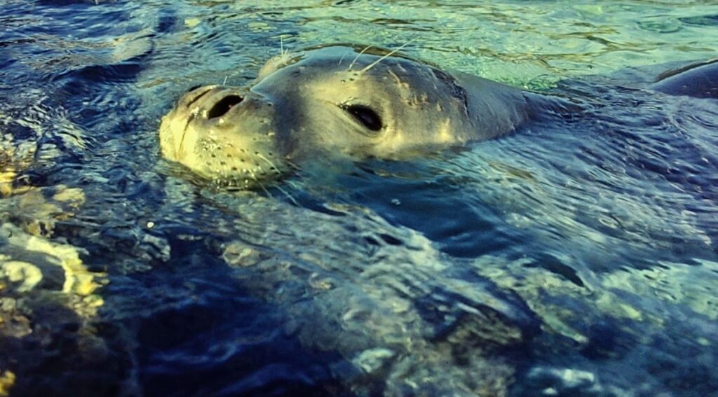 foca