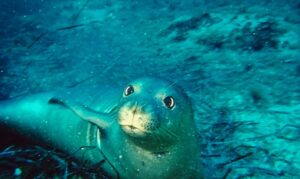 foca