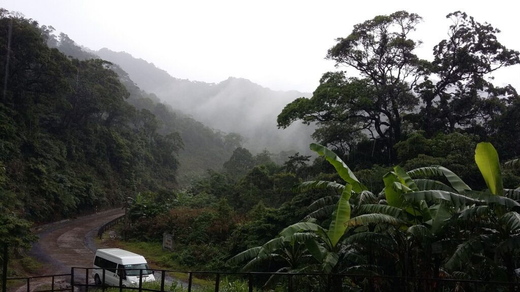 foresta asia