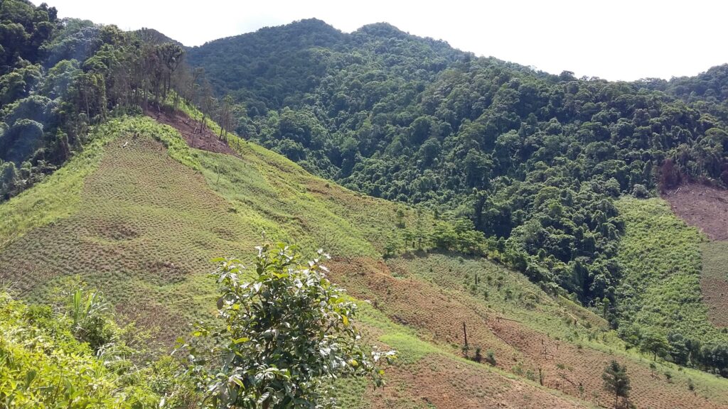 foresta asia