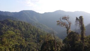 foreste asia deforestate