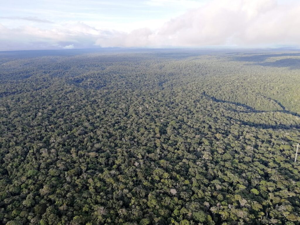 foresta asia