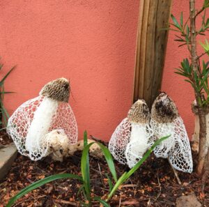 funghi stinkhorn