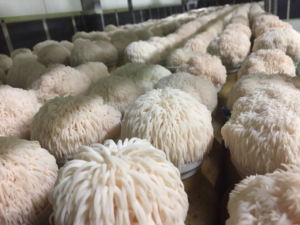 funghi testa di scimmia memoria