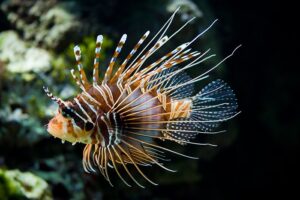 lion-fish