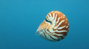 nautilus