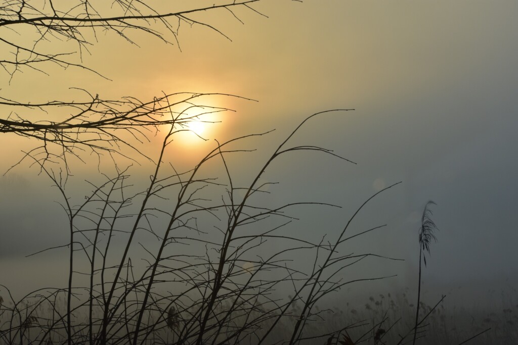 nebbia versilia