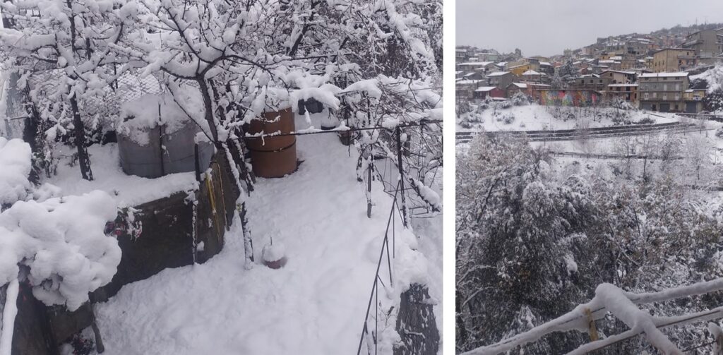 neve sersale