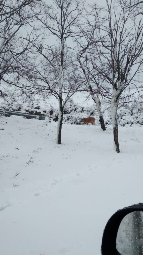 neve strada bova