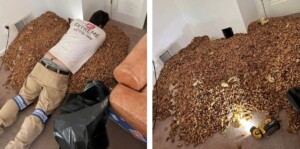 picchi ghiande pareti casa
