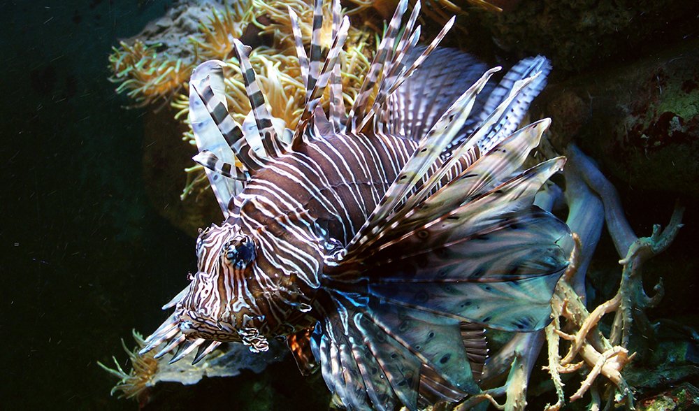 red-lion-fish
