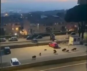 Ariccia, un cane rincorre un gruppo di cinghiali