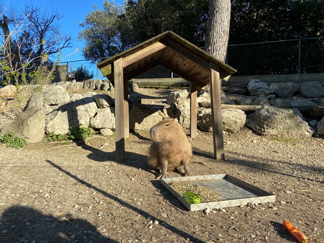 Parco Zoo Falconara - capibara
