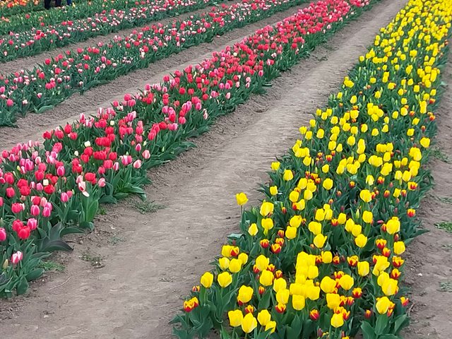 Come piantare i tulipani