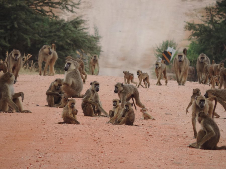 200 babbuini Kenya assalgono una scuola
