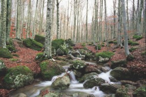 bosco foresta alberi