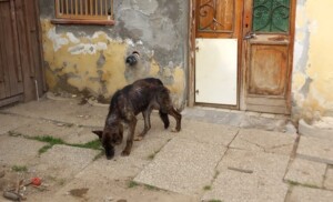 cane