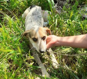 cane impiccato siniscola
