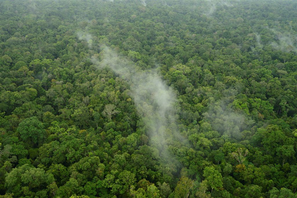 Le Foreste Una pompa Biotica Un Cuore Pulsante Che Sposta L acqua 