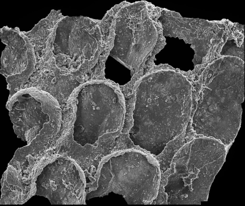 fossili viventi