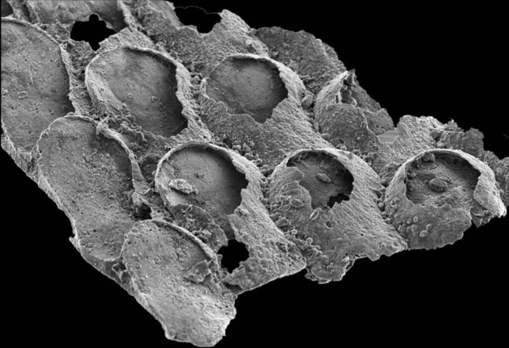 fossili