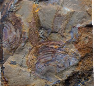 fossili