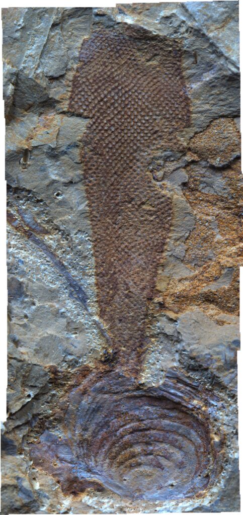 fossili