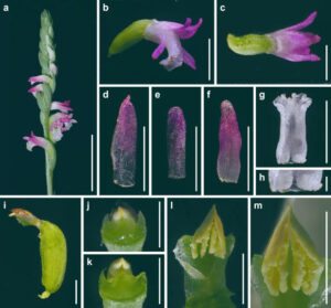 orchidea Spiranthes-hachijoensis