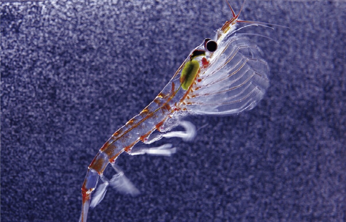 krill antartico