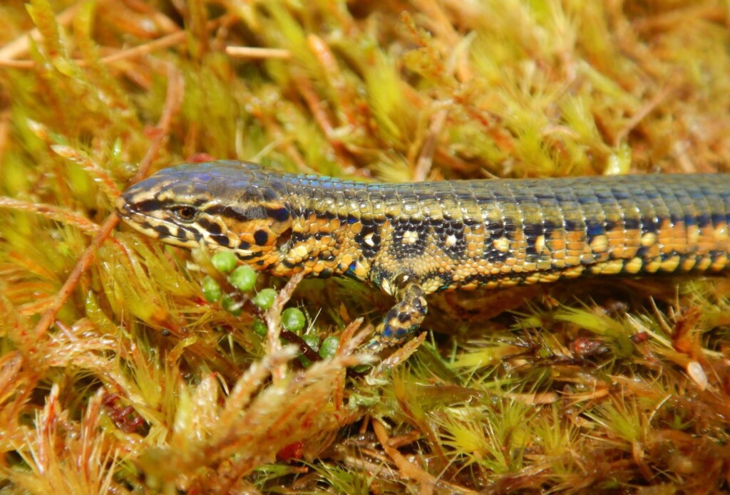 scoperta una nuova specie di lucertola