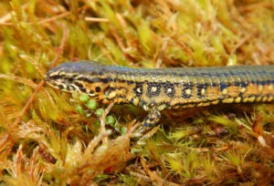 scoperta una nuova specie di lucertola