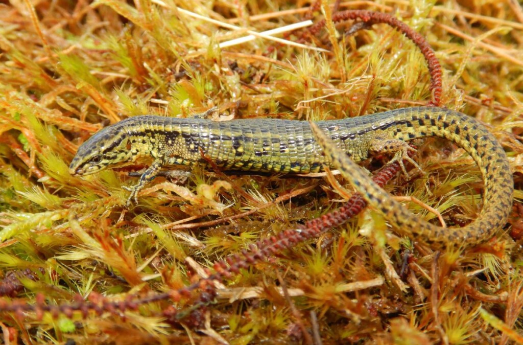 scoperta una nuova specie di lucertola