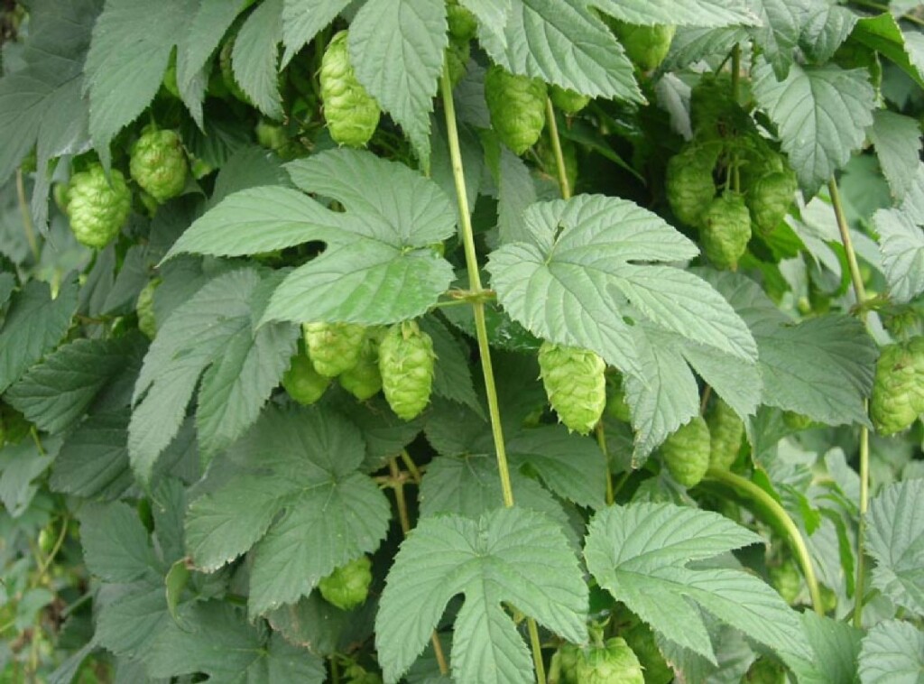 luppolo selvatico
